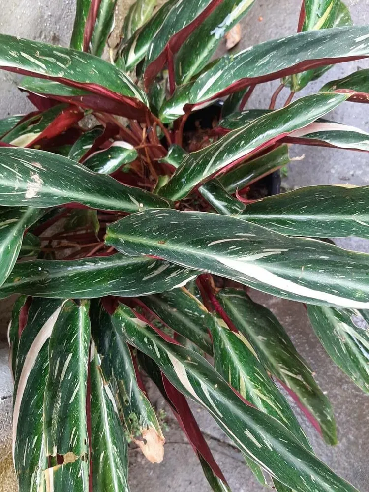 stromanthe magicstar plant showing characteristic features