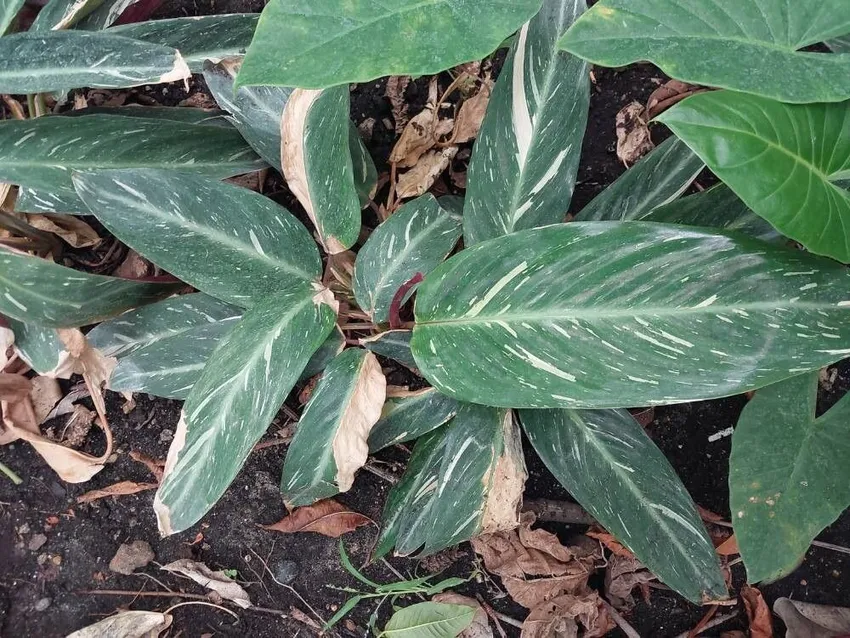 stromanthe magicstar plant showing characteristic features