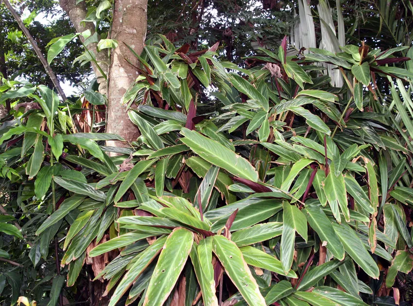 stromanthe thalia plant showing characteristic features