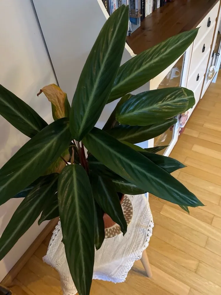 stromanthe stripestar plant showing characteristic features