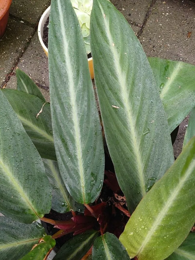 stromanthe stripestar plant showing characteristic features