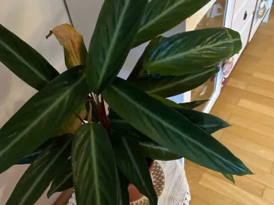 thumbnail stromanthe thalia 'stripestar'