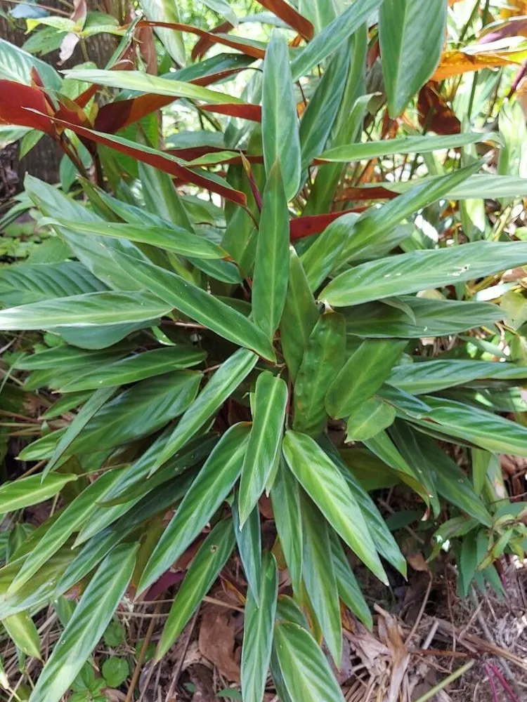 stromanthe thalia plant showing characteristic features