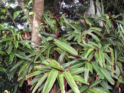 thumbnail stromanthe thalia