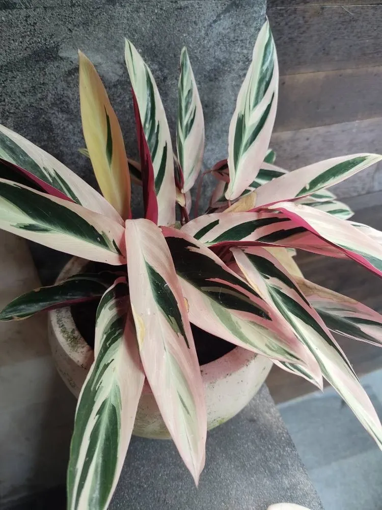 stromanthe triostar plant showing characteristic features