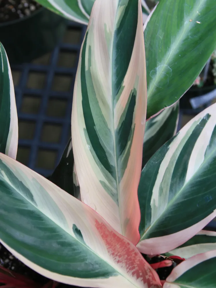 stromanthe triostar plant showing characteristic features