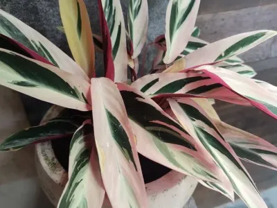 thumbnail stromanthe thalia 'triostar'
