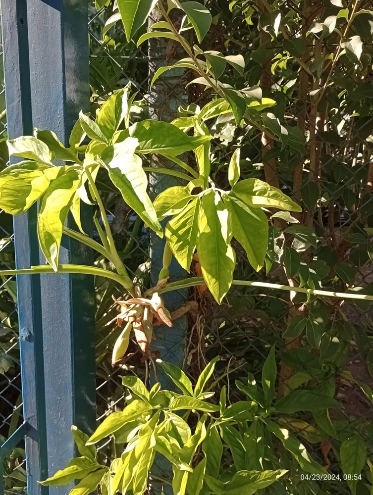 syngonium angustatum plant showing characteristic features