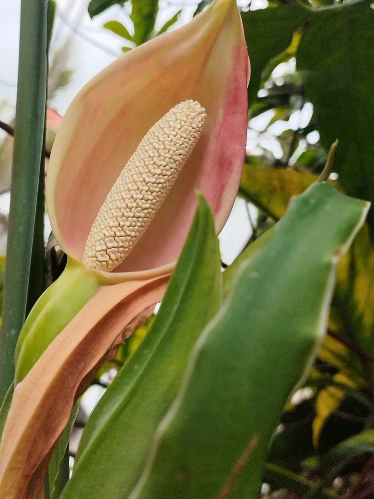 syngonium angustatum plant showing characteristic features