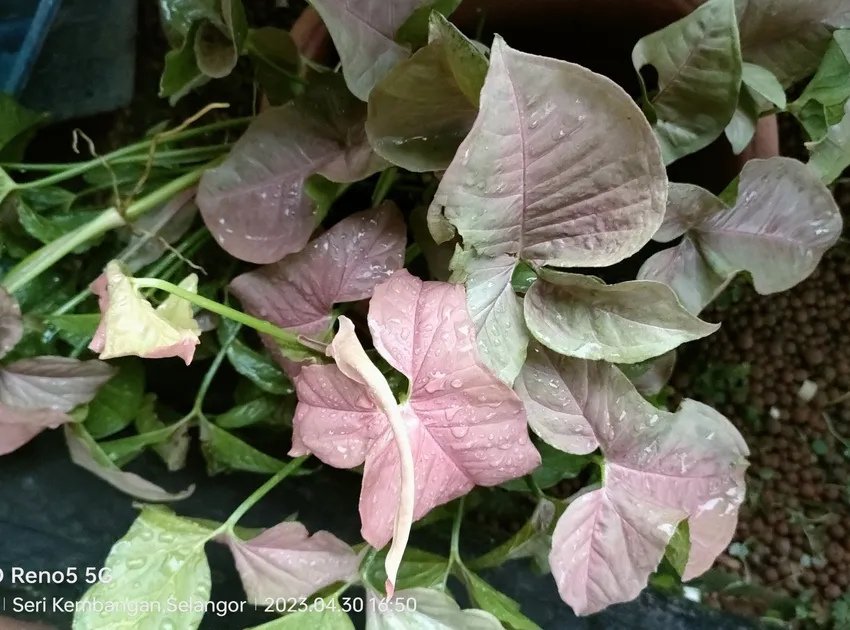syngonium angustatum plant showing characteristic features