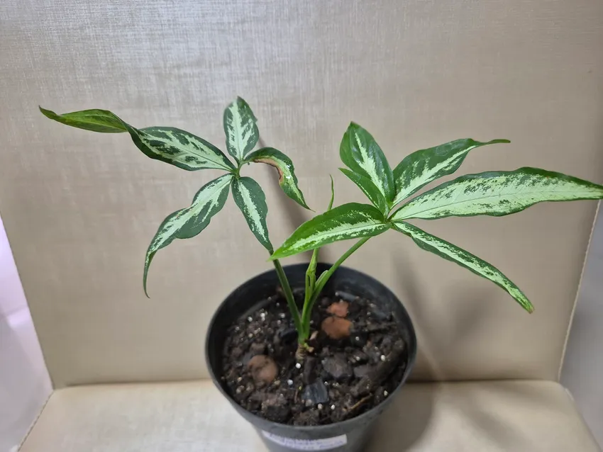 syngonium angustatum plant showing characteristic features