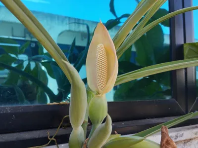 thumbnail syngonium angustatum