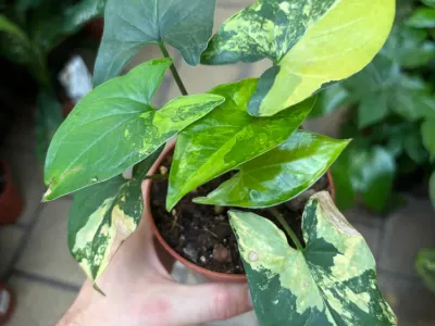 thumbnail syngonium 'aurea'
