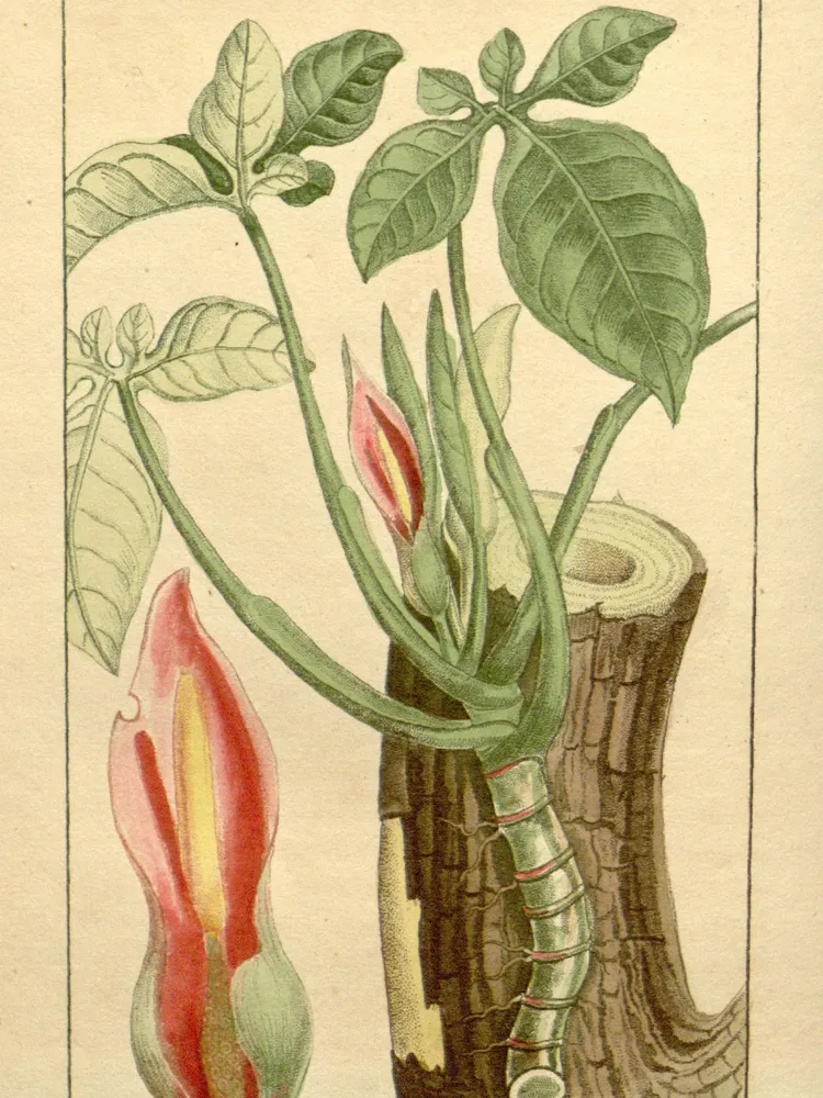 syngonium auritum plant showing characteristic features