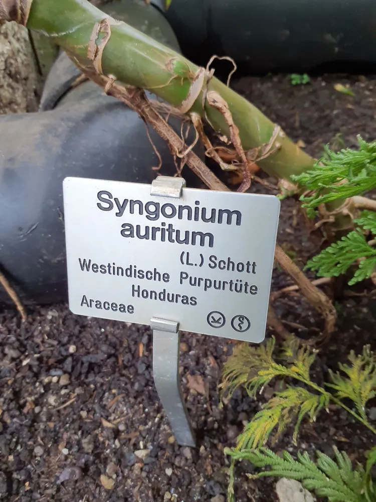 syngonium auritum plant showing characteristic features