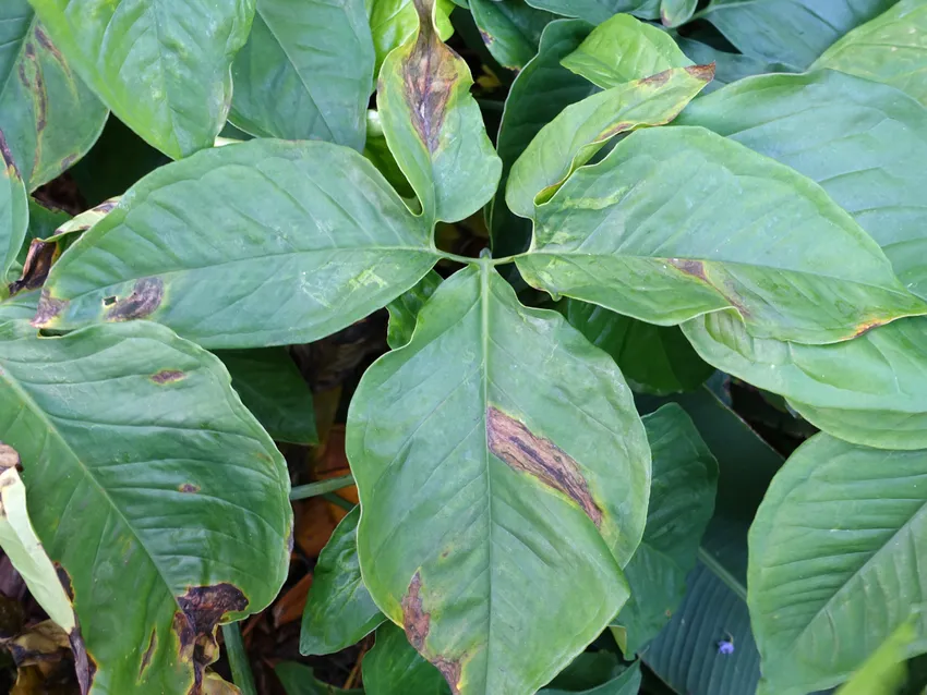 syngonium auritum plant showing characteristic features
