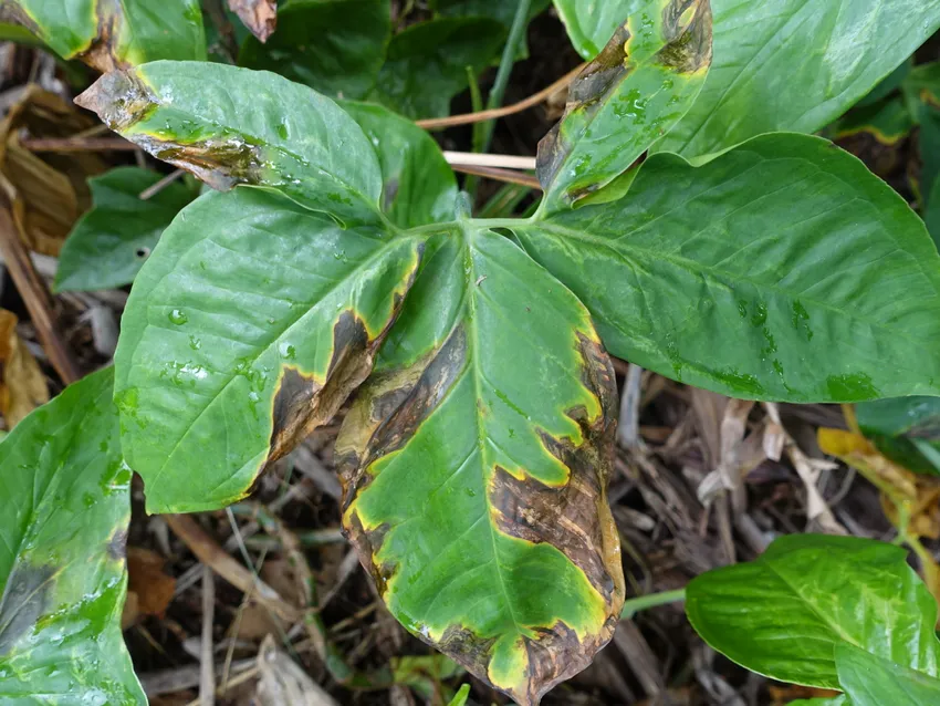 syngonium auritum plant showing characteristic features