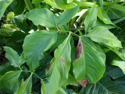 thumbnail syngonium auritum