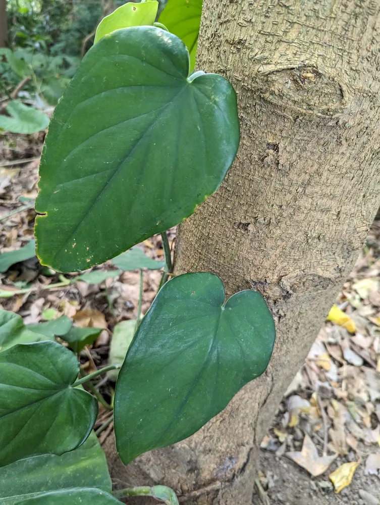 syngonium chiapense plant showing characteristic features