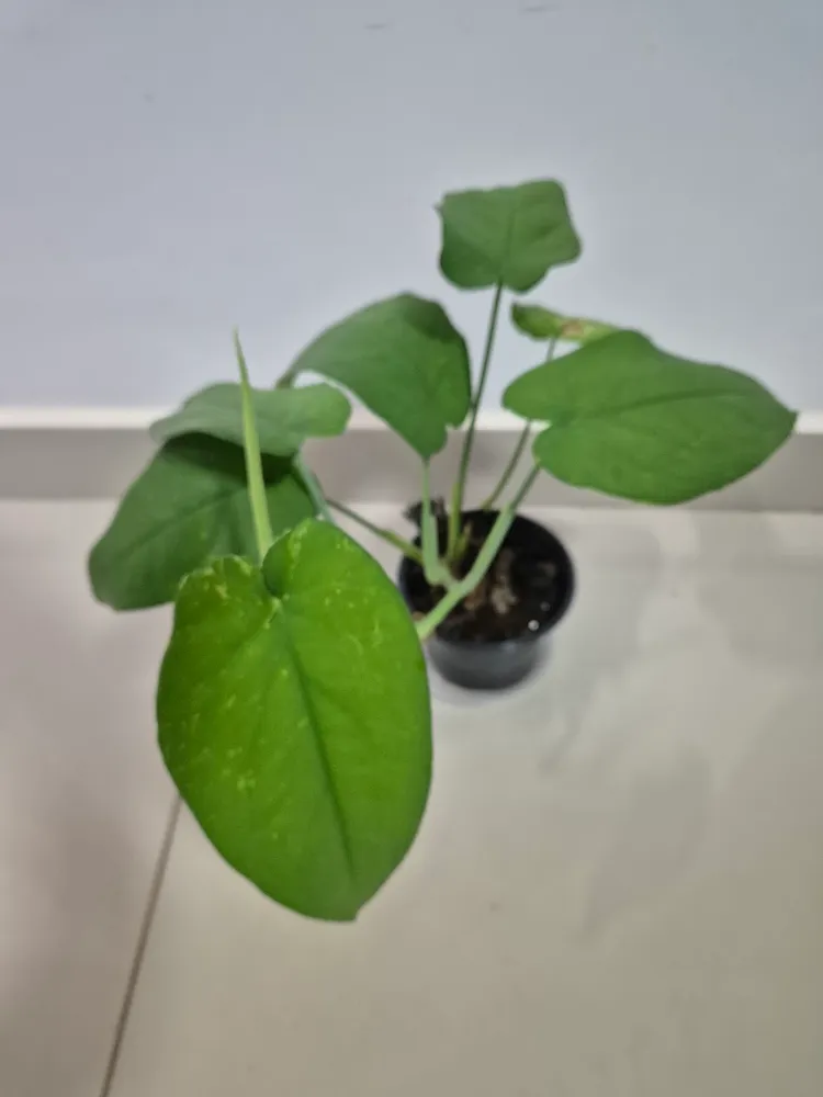 syngonium chiapense plant showing characteristic features