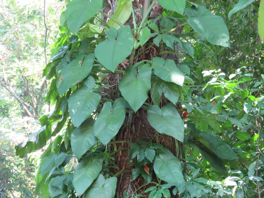 syngonium chiapense plant showing characteristic features