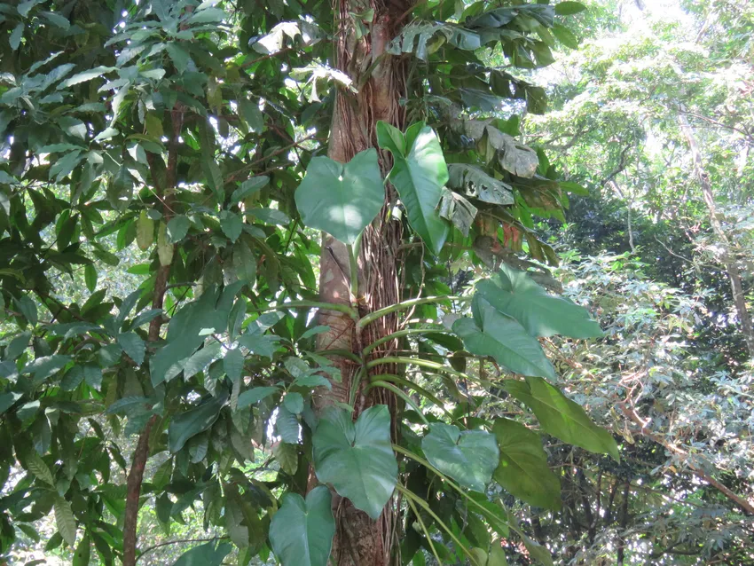 syngonium chiapense plant showing characteristic features