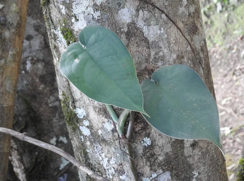 syngonium chiapense plant showing characteristic features