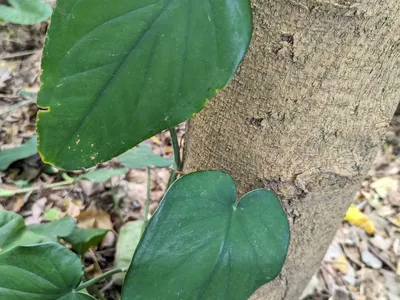 thumbnail syngonium chiapense