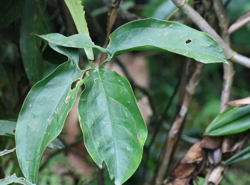 syngonium hoffmannii plant showing characteristic features