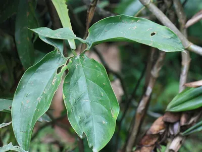 thumbnail syngonium hoffmannii
