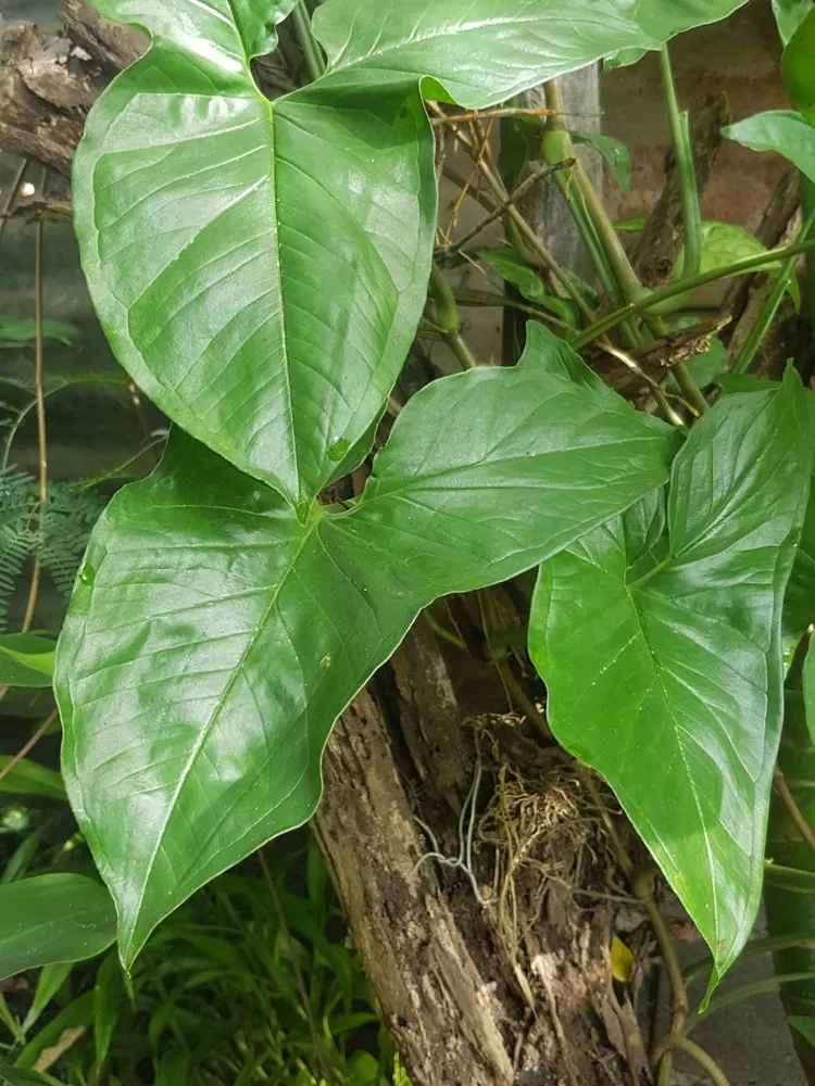 syngonium macrophyllum plant showing characteristic features