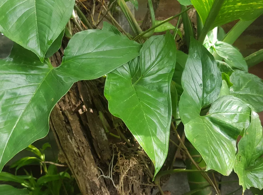 syngonium macrophyllum plant showing characteristic features