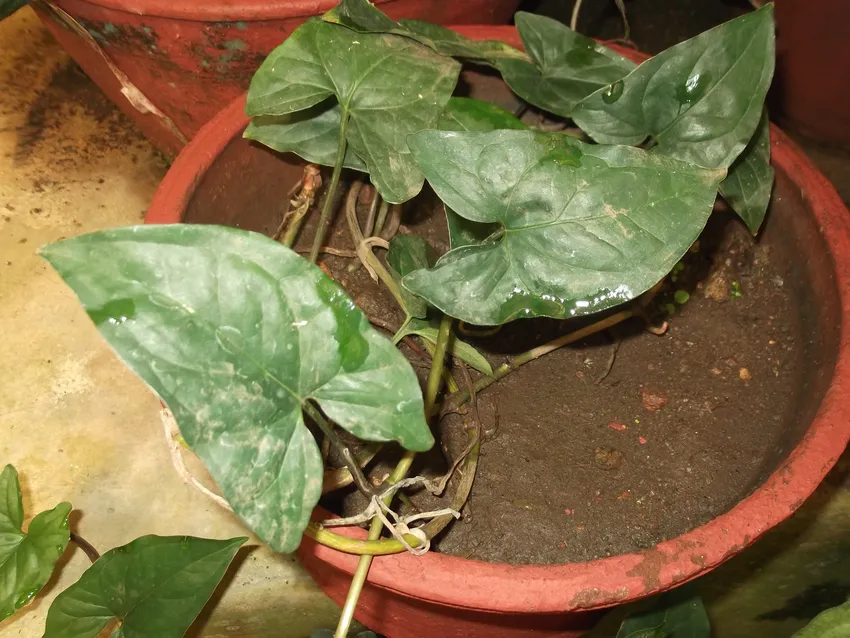 syngonium macrophyllum plant showing characteristic features