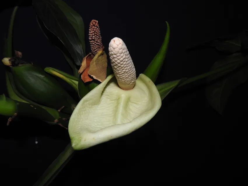 syngonium macrophyllum plant showing characteristic features
