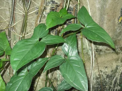thumbnail syngonium macrophyllum