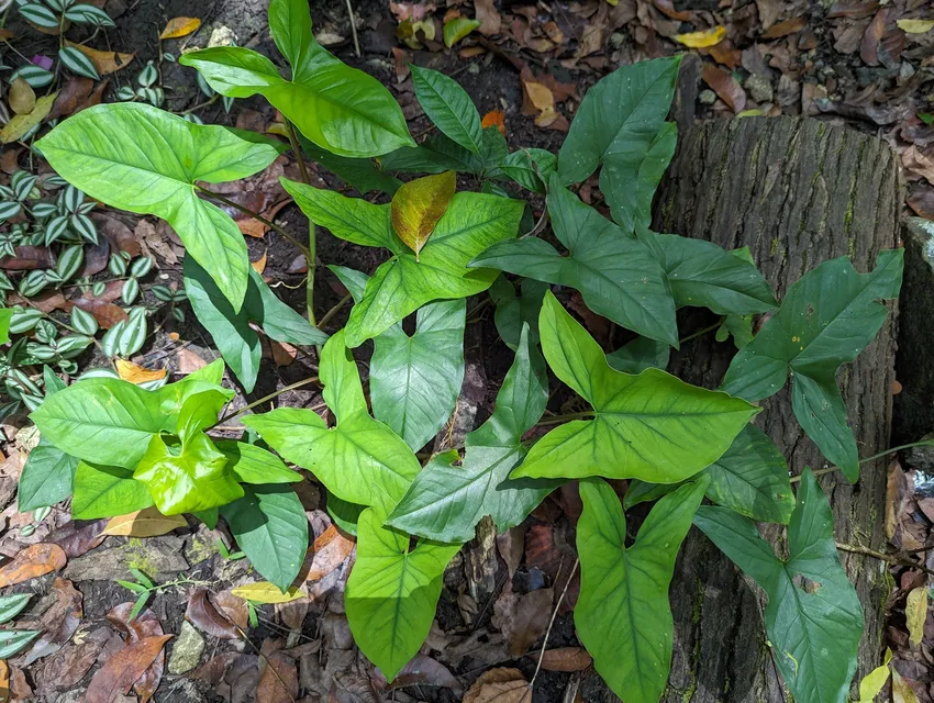 syngonium neglectum plant showing characteristic features