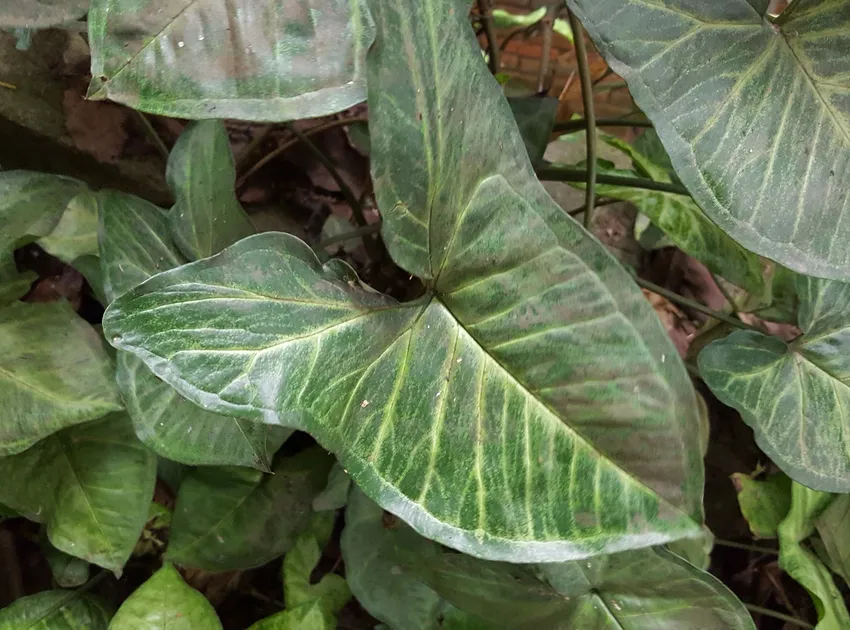 syngonium neglectum plant showing characteristic features