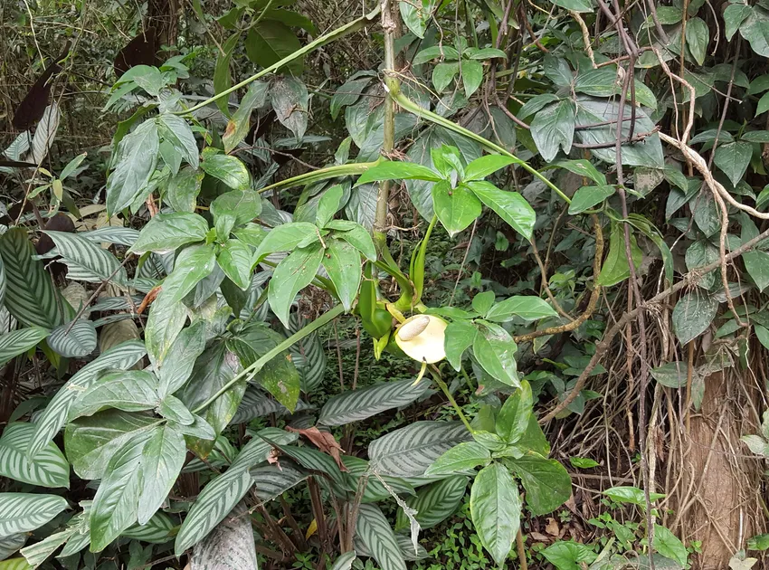 syngonium neglectum plant showing characteristic features