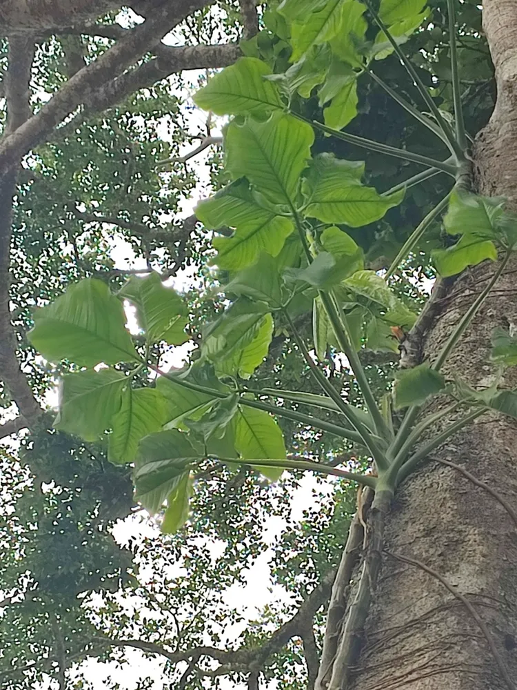 syngonium neglectum plant showing characteristic features