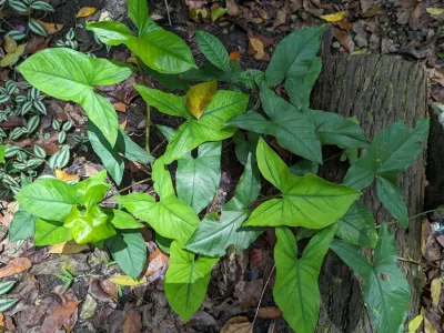 thumbnail syngonium neglectum