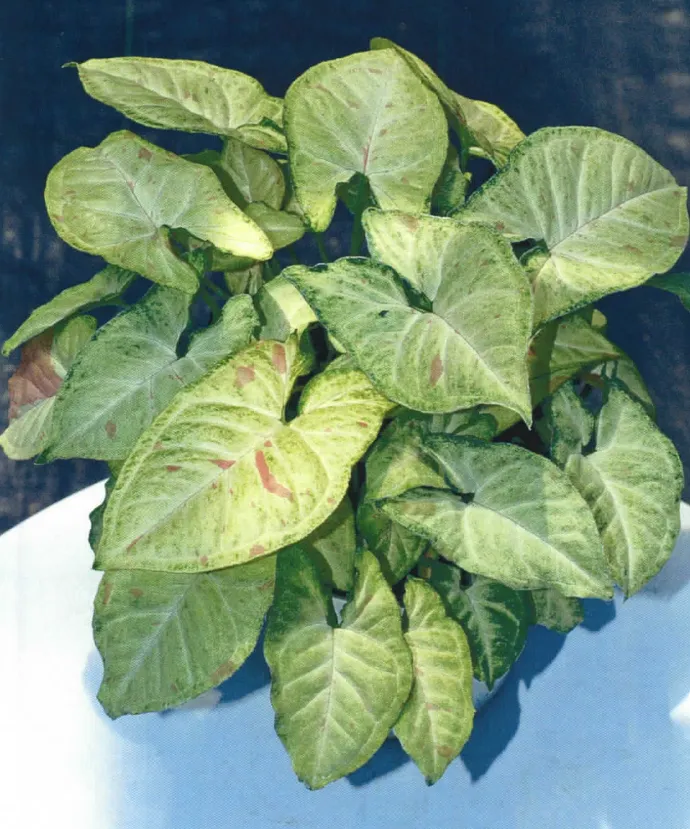 syngonium confetti plant showing characteristic features