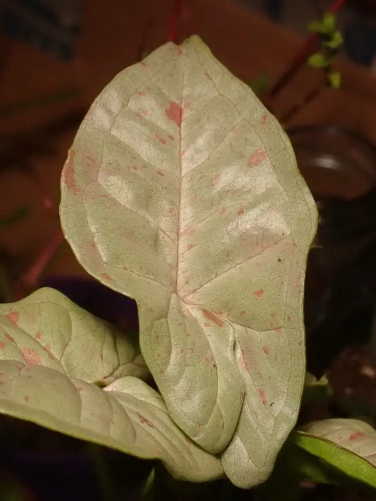 syngonium confetti plant showing characteristic features