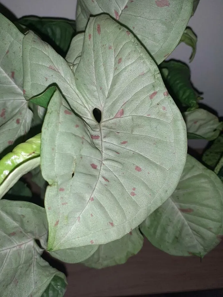syngonium confetti plant showing characteristic features