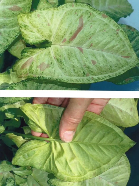 syngonium confetti plant showing characteristic features