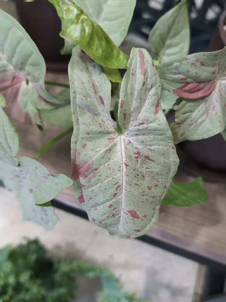 syngonium confetti plant showing characteristic features