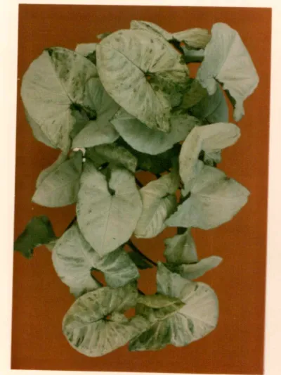 syngonium jenny plant showing characteristic features