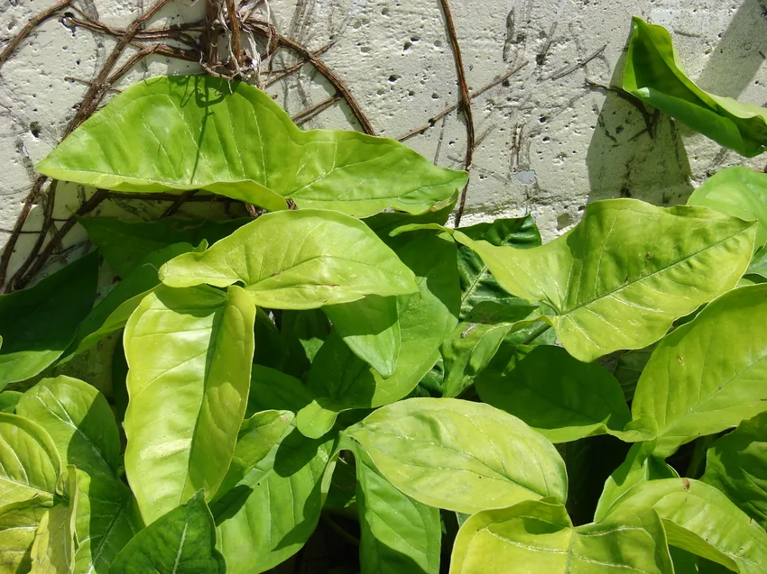 syngonium podophyllum plant showing characteristic features