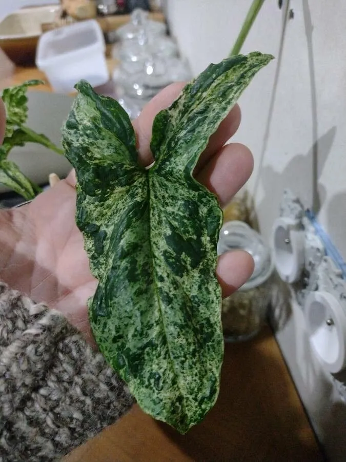 syngonium mojito plant showing characteristic features
