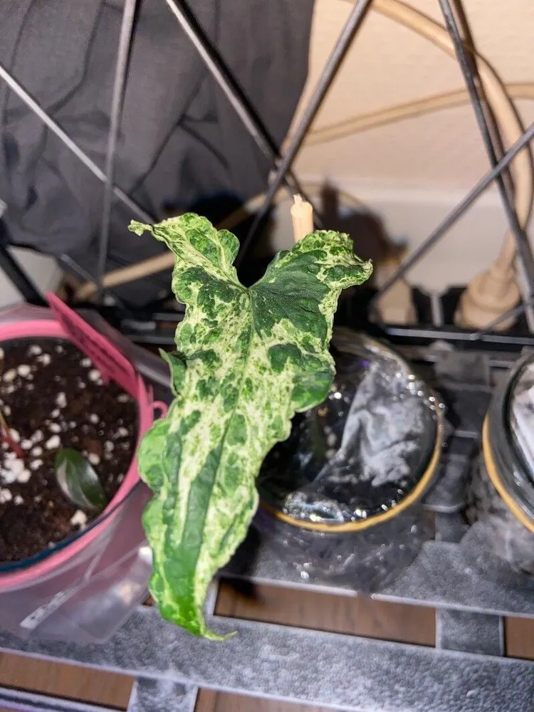 syngonium mojito plant showing characteristic features