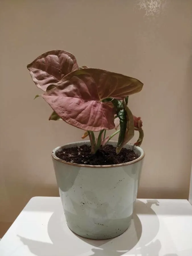 Plante syngonium neon robusta montrant ses caractéristiques typiques
